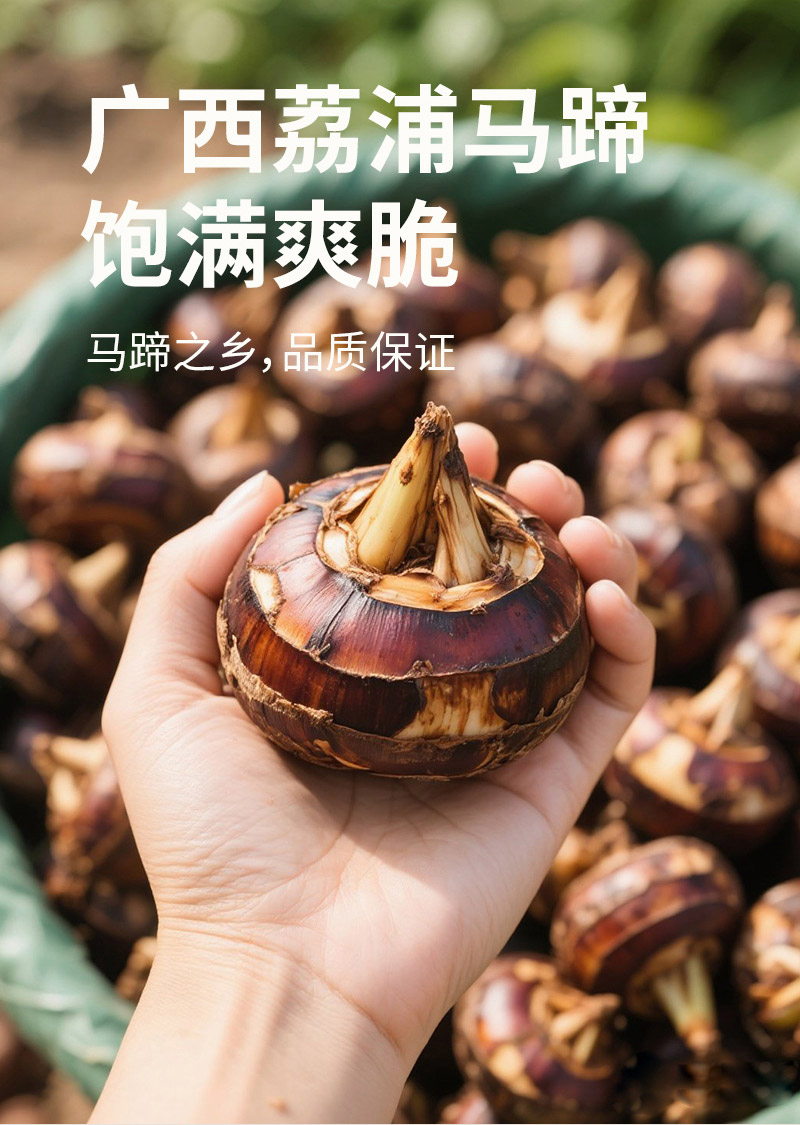 马蹄散装详情04